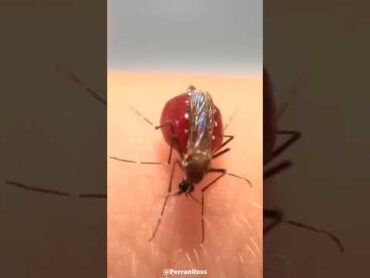 Why Do Mosquitoes Explode After Biting You? 😳 shorts