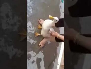 Video 12