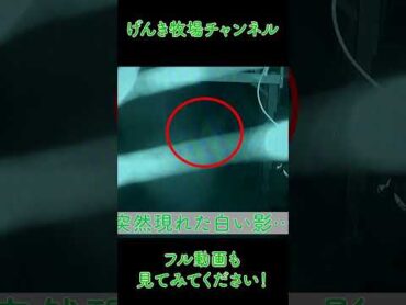 牧場が荒らされた！犯人は…ハプニング shorts house animals 動物 げんき牧場 馬 脱走