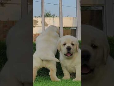 19999 female 9728011133,7404011155