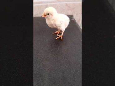 صوت كتكوت جميل😍🐥 كتكوت صيصان shorts