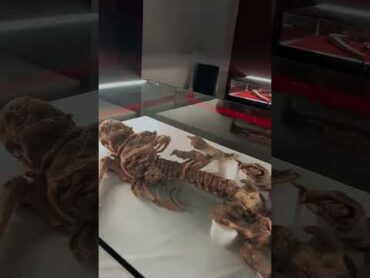 ۲۳۰۰سال‌گذشت،اماهنوزنگاه‌می‌کنن...🏛️موزه‌مردان‌نمکی‌زنجانطبیعت museumzanjanزنجانموزهنمکsalt