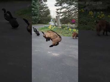 Bouncy Jumping Baby goat animals goatkid babygoats jumping animaldance  cute happyplace