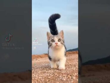 بش بش مياو
