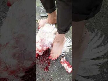 سربریدت مرغ توسط خانم،برای عضویت درکانال ویژه ذبح اسلامی،وارد کانال تلگراممون شوید.