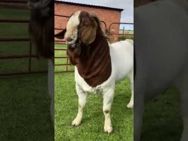 Top Boer Buck, Lukas Burguer Boer Goats Stud boer goats goat pets farm