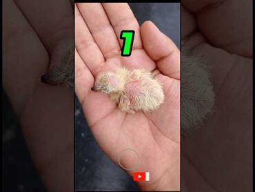 مراحل نمو فرخ طائر الحمام من البيضه حتى 18يوم birds bird birdspecies