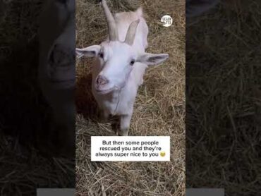 This Goat&39;s Unique Looks Saved Her From Slaughter