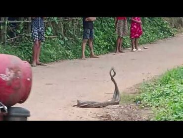 Snakes Mating in Roadside