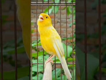 bird sound bird canary animal canarysinging birds birdsounds birdsinging animals canarysong