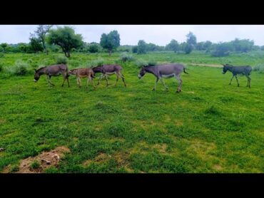 Amezing video donkeys
