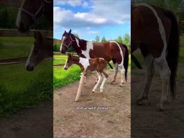خطوات الحصان الأولى! 🌟🐴