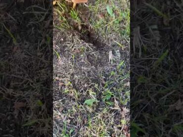 شو عملنا بسمكة خلودة بعد ما توفت(مؤثر😭)