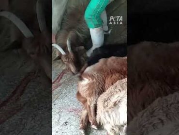No jumper is worth the amount of pain and suffering these goats go through 💔
