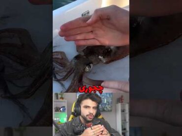نحوه کشتن سریع ماهی مرکب !! 😨🫣 shorts حیوانات animals ماهی