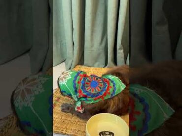 صداش میکنم به رو خودش نمیاره🥲قهره باهام🫀🥺 love  funny dog cat cute  pets animals