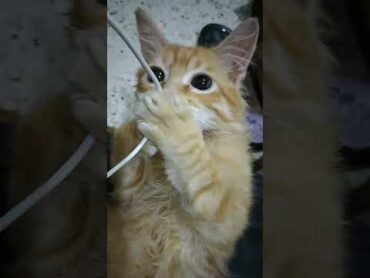 بش بش 😊