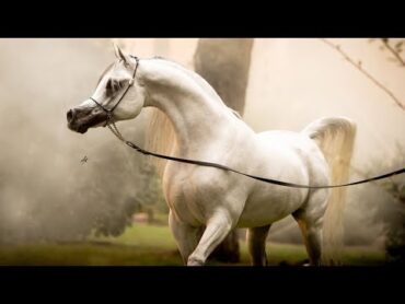 أفضل خيول الإنتاج في الخيل العربي المصري في العالم لعام 2024 Best sires in straight Egyptian Horses