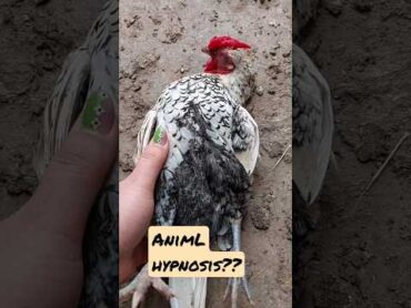 هاشم هیپنوتیزم می شود🤣🧚‍♂️ هیپنوتیزم مرغ خروس مزرعه hen farm rooster chicken پرورش مرغ