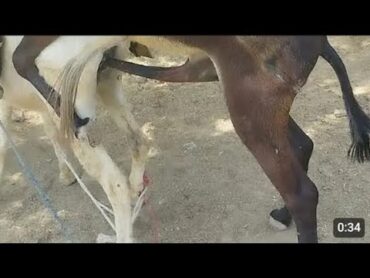 😘OMG🐎 Donkey beautiful Entertainment 😘animals horse lovereligion