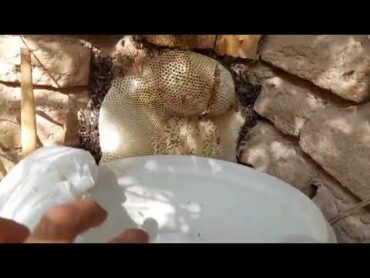 برداشت عسل طبیعی درکلبه لب رودخانه دز  النحل العسل