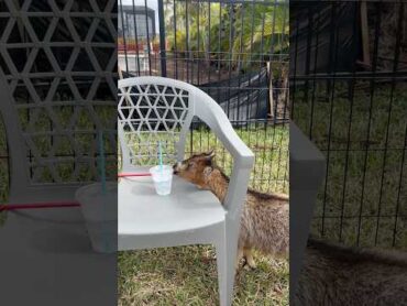 Mom catches a goat trying to steal daughters water shorts