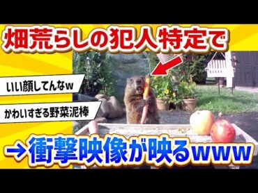 【2ch動物スレ】畑荒らしの犯人を特定！衝撃の映像が映った結果www