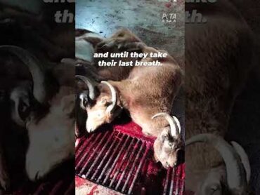 Cashmere: Workers Bash Goats’ Heads In With Hammers