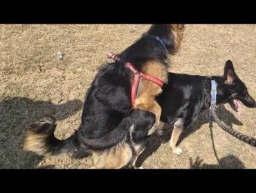 German Shepherd Dog mating