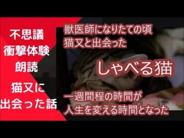 不思議衝撃体験朗読・しゃべる猫（猫又）に出会った話・獣医師になりたての頃に出会ったしゃべる猫（猫又）との不思議で感動する話