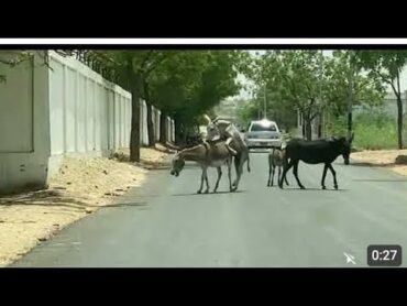 Animals mating donkey donkey mating animal