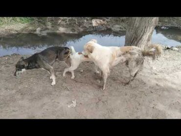 Amazing smart rural dogs ,,,Dog Meeting for the