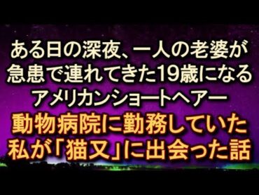 【しゃべる猫との不思議な話】動物病院に勤務してた私が19歳になる「猫又」に出会った話 【朗読・字幕】