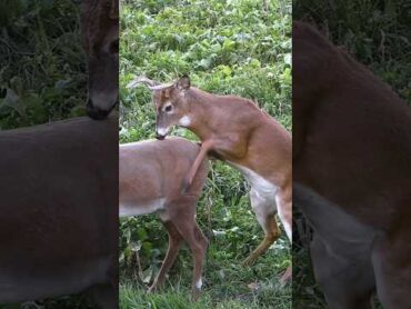 Best Caption Wins A Chuckle, Confused Buck Mounts A Decoy shorts hunting wildlife animals