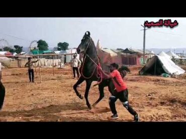 موسم تزاوج الخيول وعلامات الشبق عند الفرس
