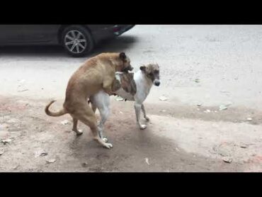 Dog sex